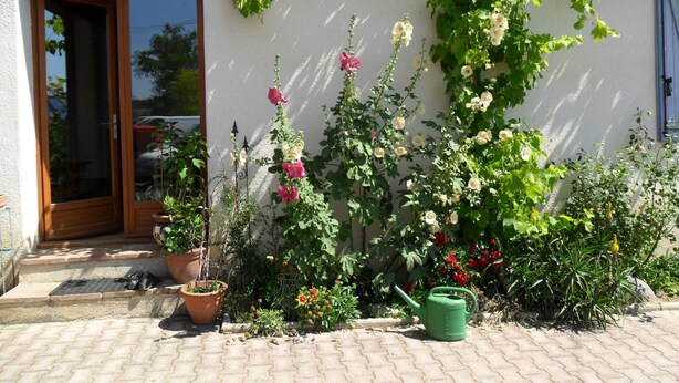 A garden with potted plants, a green watering can, and a wooden door.