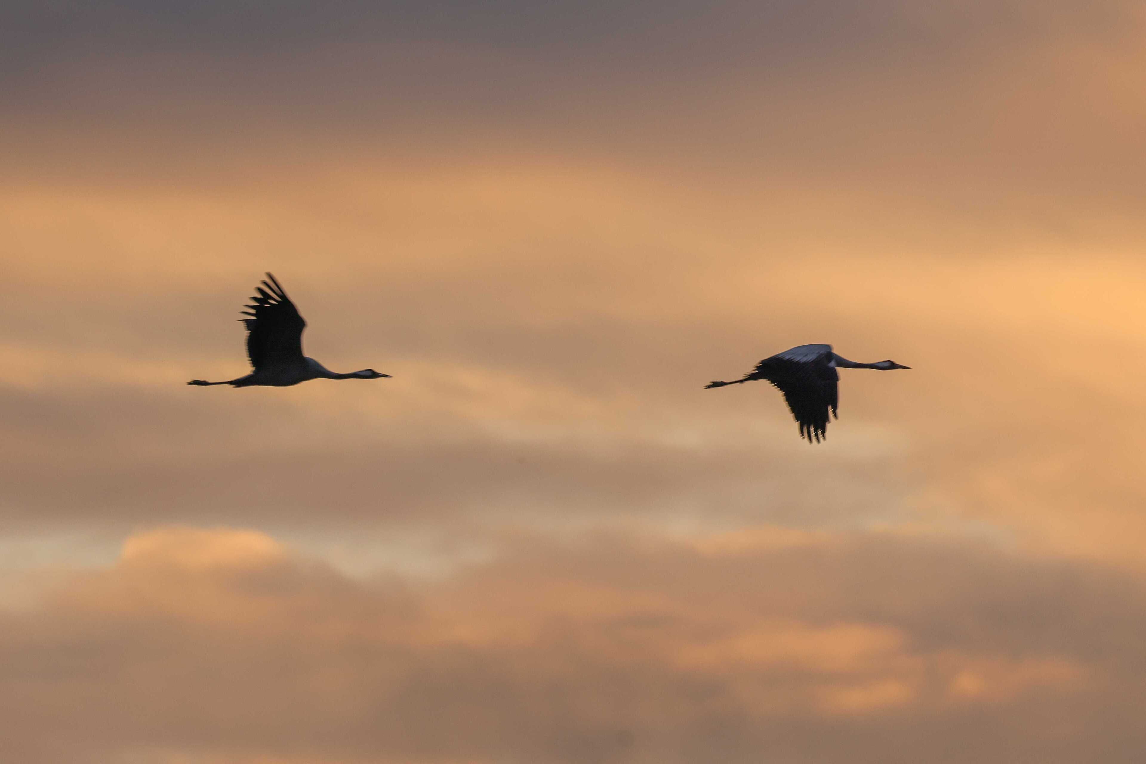 Two birds flying against a cloudy sky.