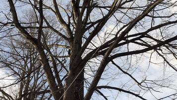 A large tree with a thick trunk and numerous branches extending outward.