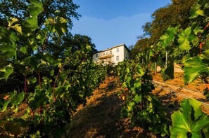 Property grounds - Dream apartment in a dream location - living in a villa on the castle hill in Loschwitz (Dresden)