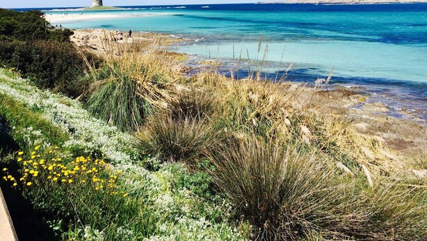 Un paysage côtier offrant une vue dégagée sur la mer, avec un rivage rocheux et, au loin, une structure qui ressemble à un château.