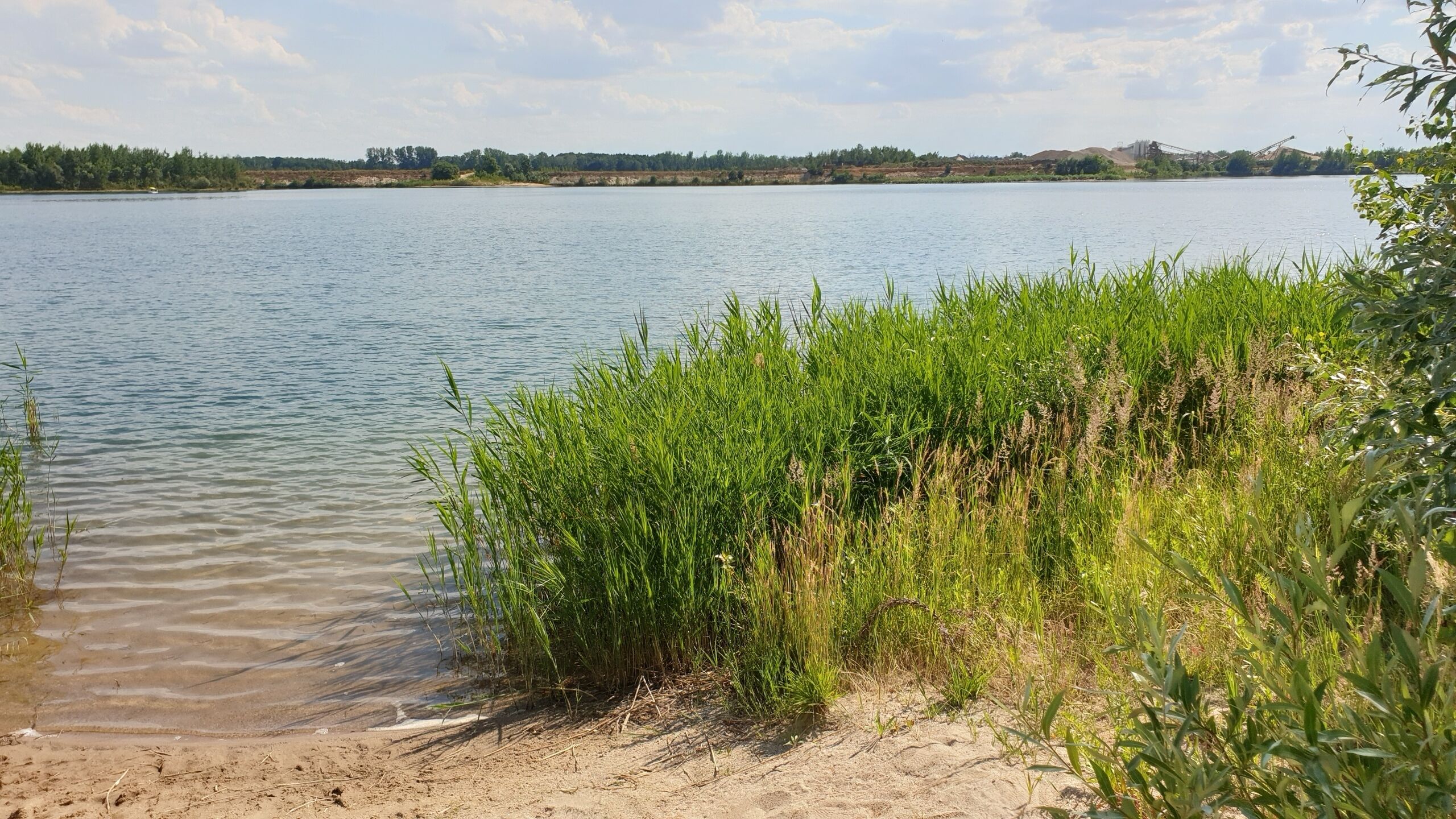 Un lago tranquilo con orilla arenosa y densa vegetación verde.