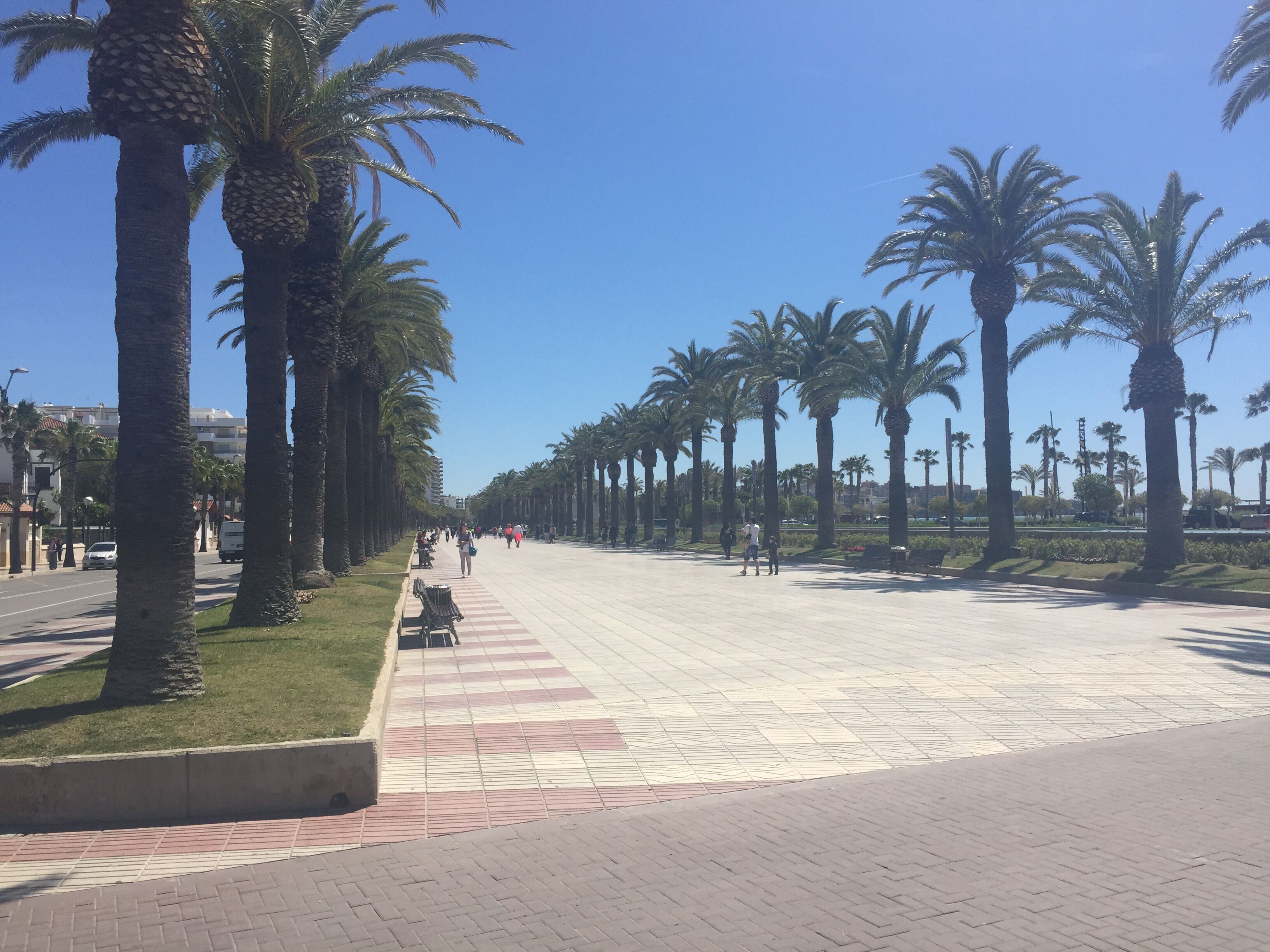 Un amplio paseo peatonal bordeado por altas palmeras, bancos y un cielo azul despejado.