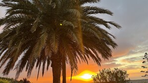 Eine Palme in einem Garten mit Sonnenuntergang im Hintergrund.