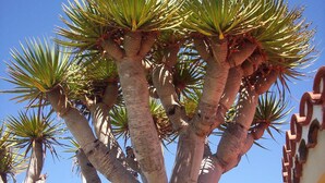 A palm tree with multiple trunks and green foliage against a clear blue sky.
