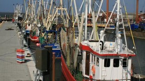 Un puerto con varios barcos pesqueros amarrados en fila.