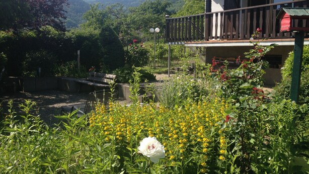 A garden with a white rose, yellow flowers, and a wooden bench.