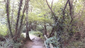 Un sendero de madera estrecho rodeado de follaje denso y árboles.