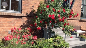 A garden with red roses and various shrubs in front of a brick building with a window and steps. - Quiet situated bungalow with a terrace overlooking the water and in nature (Garz/Rügen)