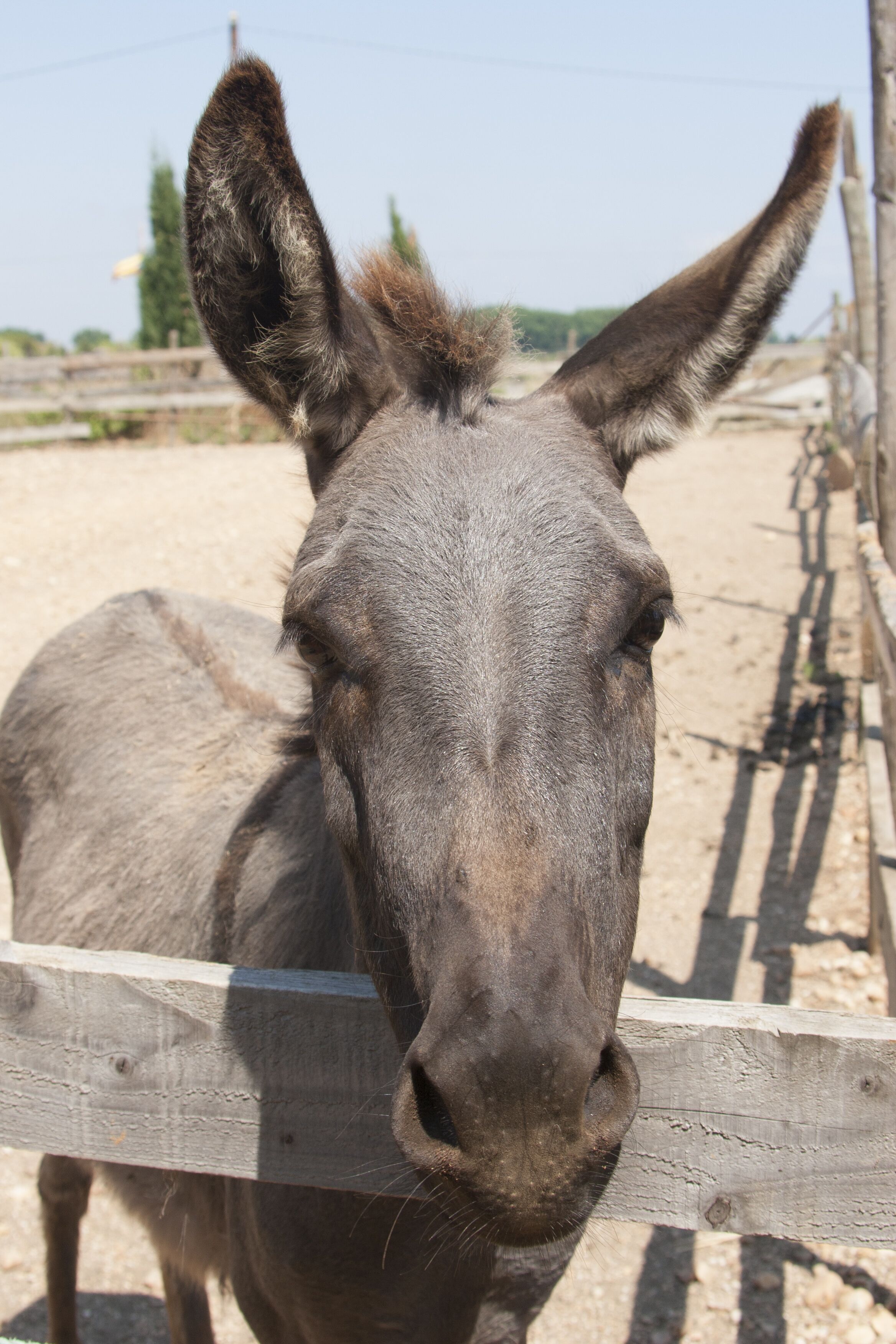 Un burro de pie detrás de una cerca de madera.