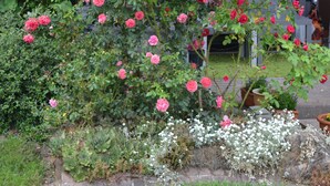 Ein Garten mit verschiedenen blühenden Pflanzen, darunter Rosen, und einer Metallkonstruktion im Hintergrund.