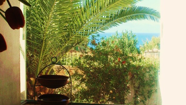 Un balcon avec vue sur la mer, un grand palmier et une fenêtre avec une plante à l’intérieur.