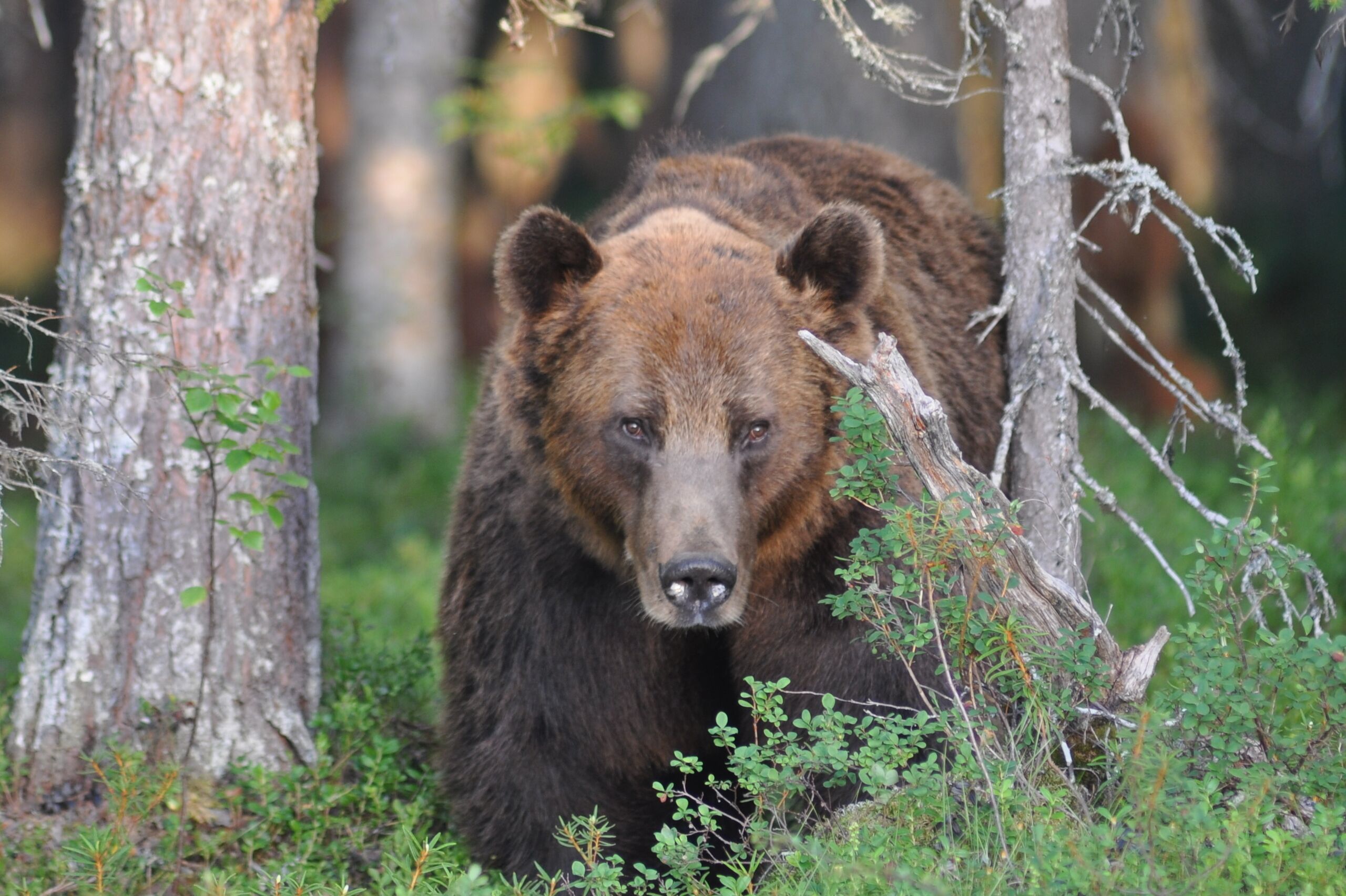 A bear in a forested area with trees and underbrush.