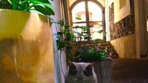 Un gato sentado sobre una piedra en un callejón estrecho con una gran maceta y un muro de piedra.