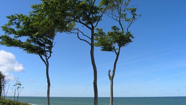 A beach with three trees, sandy shore, and ocean.