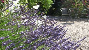 A garden with lavender plants and a table with chairs. - Spacious apartment for two (Stoltebuell)