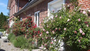 A brick house with a tiled roof, a white door, and a garden with pink and red roses. - Spacious apartment for two (Stoltebuell)