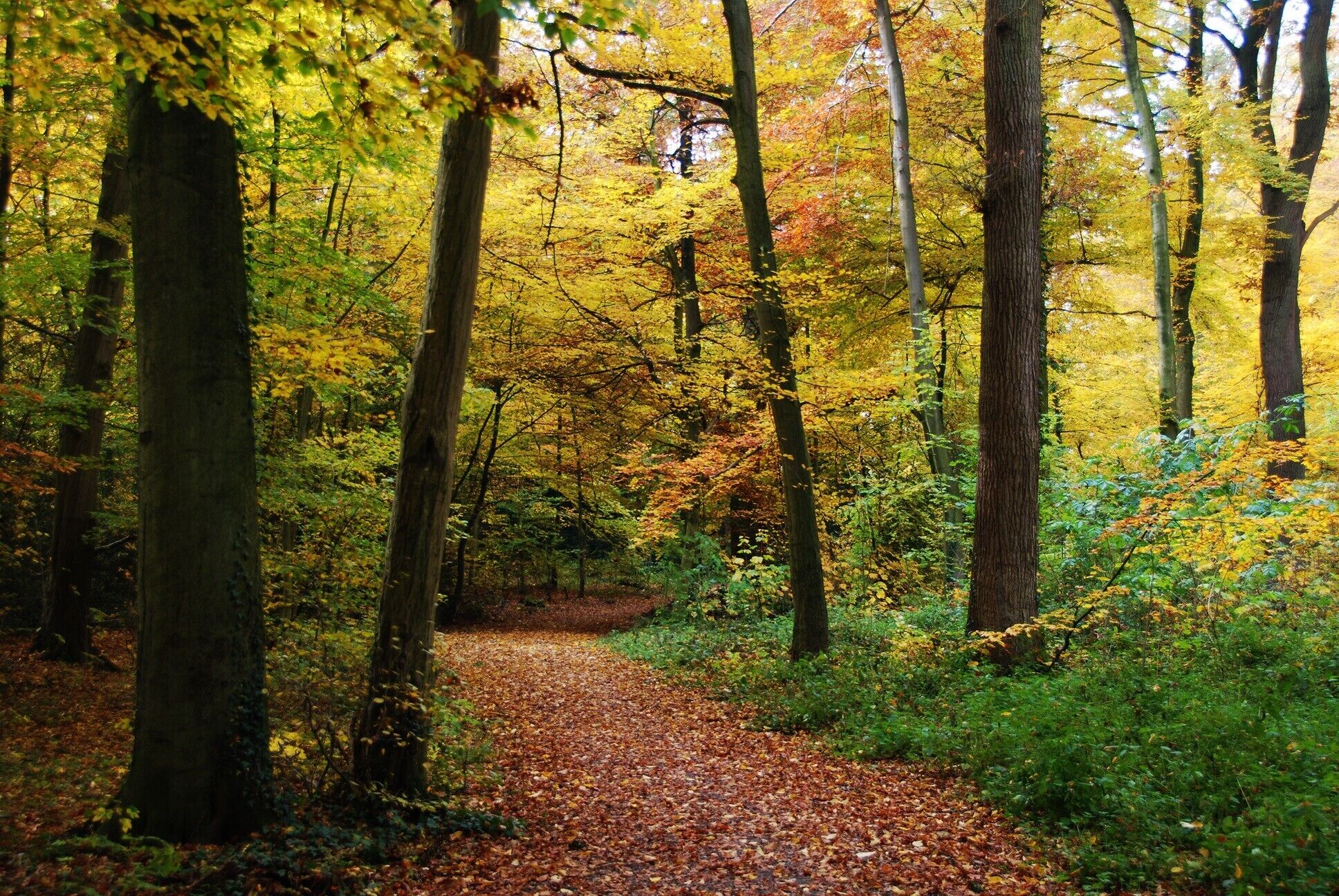 A forest path with trees and fallen leaves.