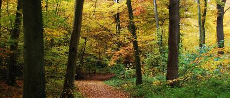 A forest path with trees and fallen leaves.