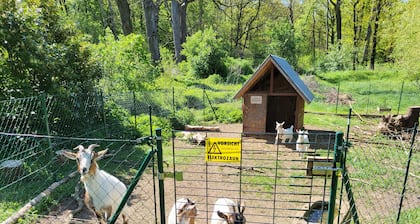 6 Ferienhäuser ideal für Familientreffen unweit vom Spreewald.