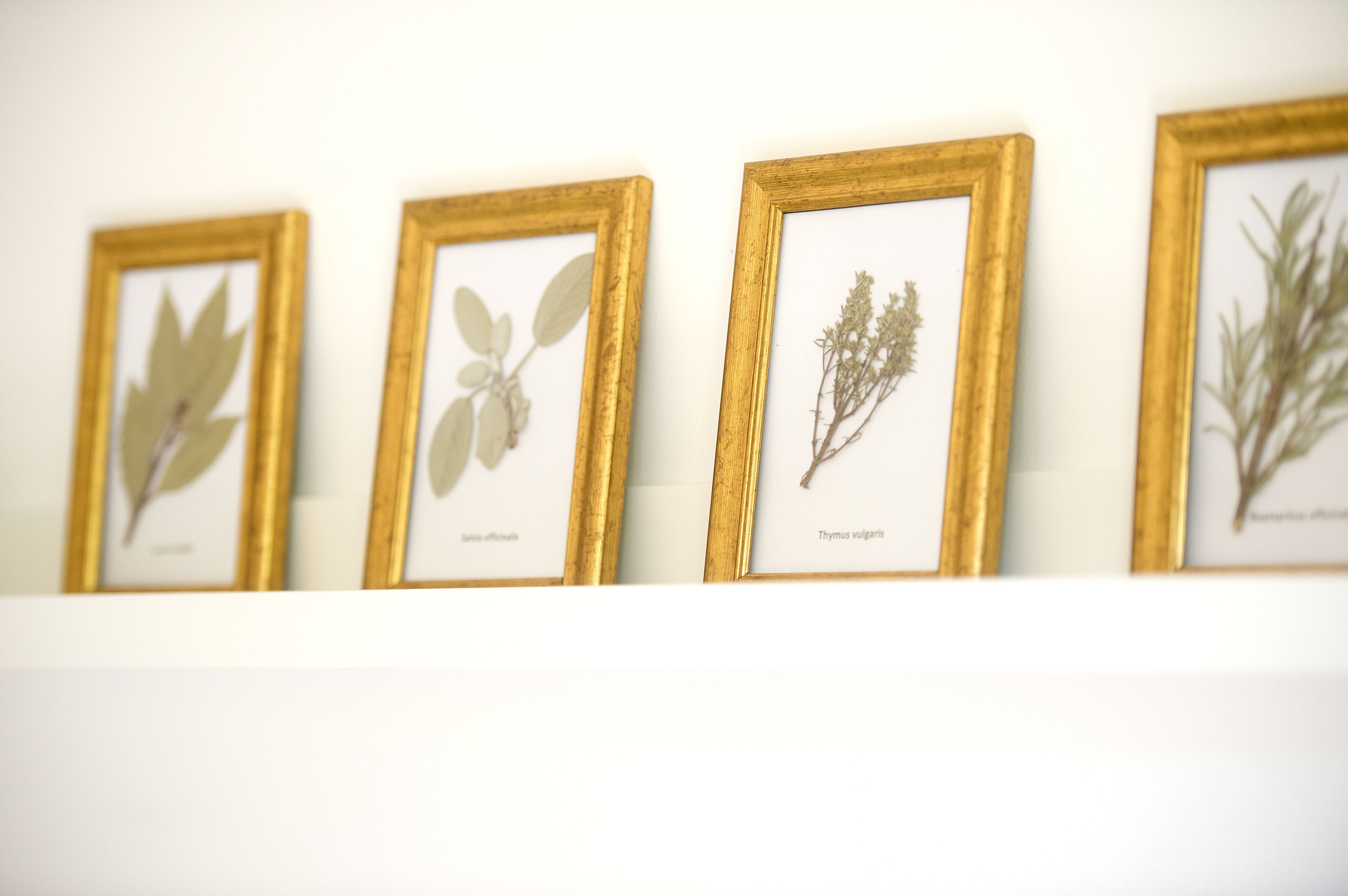 Una pared con cuatro ilustraciones enmarcadas de motivos botánicos.