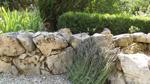 Ein Garten mit Steinmauer, Kiesgrund und Lavendelpflanzen.