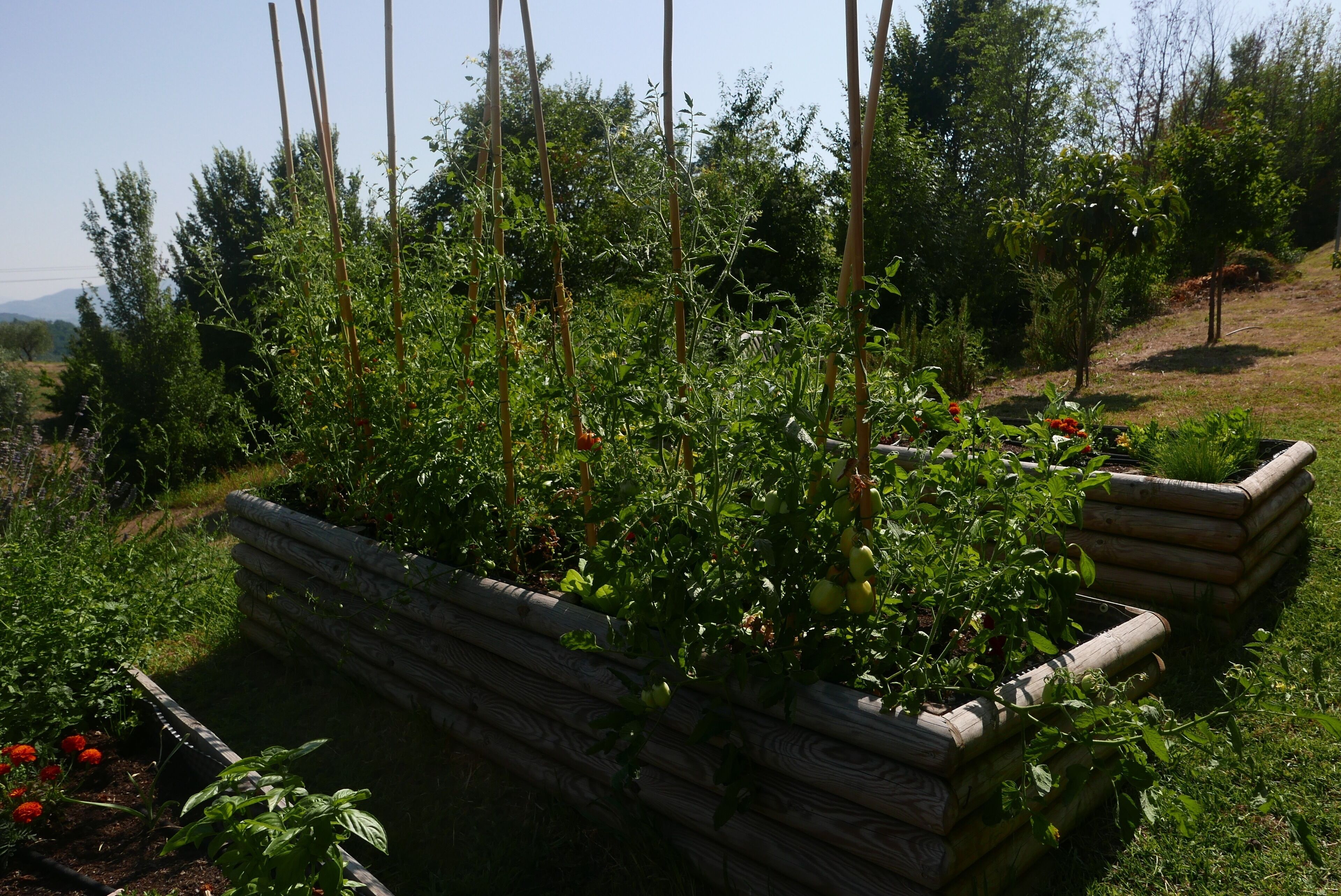 A garden with raised beds and a variety of plants.