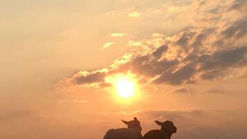 A sunset with two sheep silhouetted against the sky.