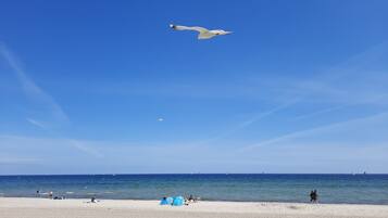 在海灘附近、躺椅