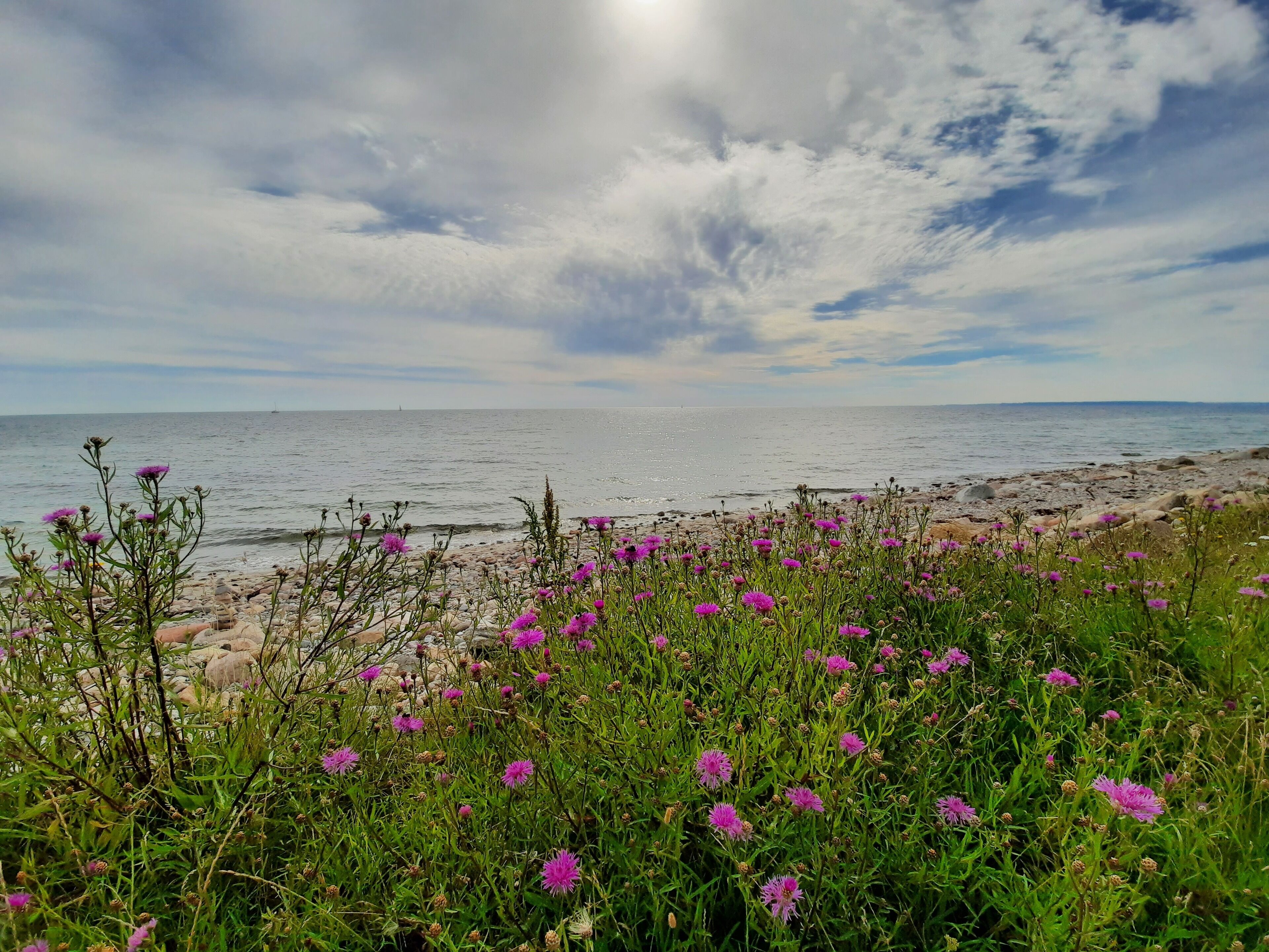 Un paysage côtier avec une plage rocheuse et des fleurs violettes au premier plan.