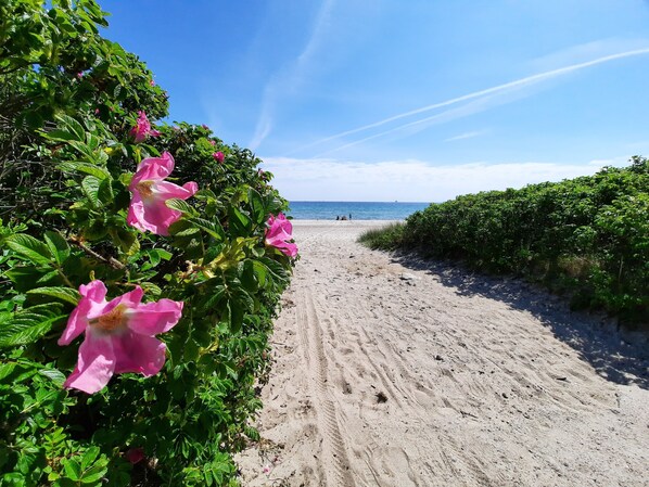 Un camino de arena bordeado por follaje verde y flores rosadas, que lleva al océano.