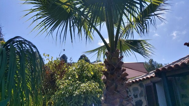 Eine Palme vor blauem Himmel und einem Gebäude im Hintergrund.