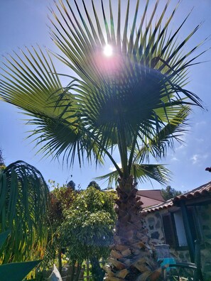 En palme mod en blå himmel og en bygning i baggrunden.