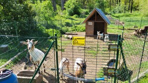 A fenced enclosure with goats and a small wooden shelter.