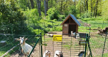 6 Ferienhäuser ideal für Familientreffen unweit vom Spreewald.
