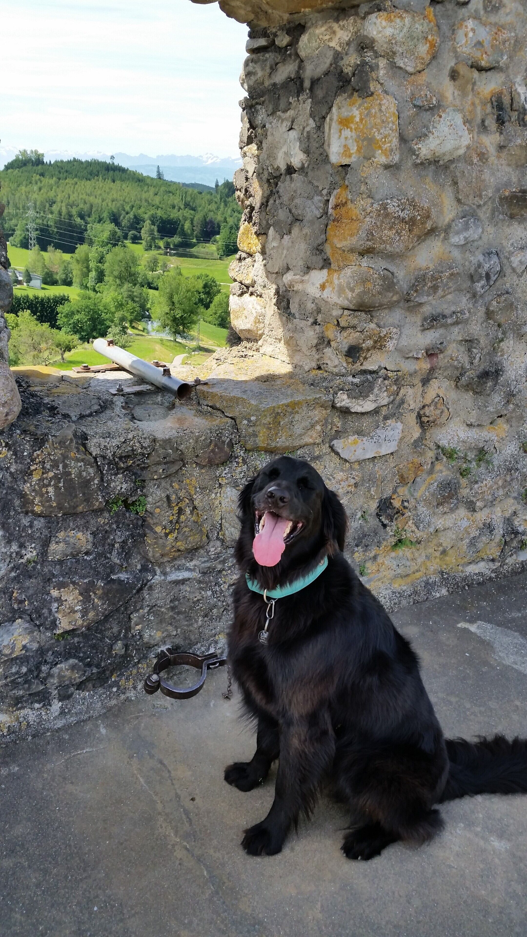 A black dog sitting on a stone ledge with a view of a green landscape and mountains in the background.
