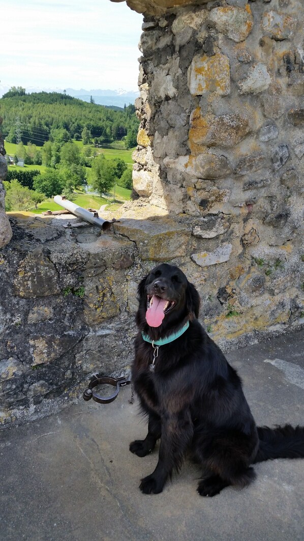 Un chien noir est assis sur une corniche en pierre, d’où l’on peut admirer un paysage verdoyant et des montagnes en arrière-plan.