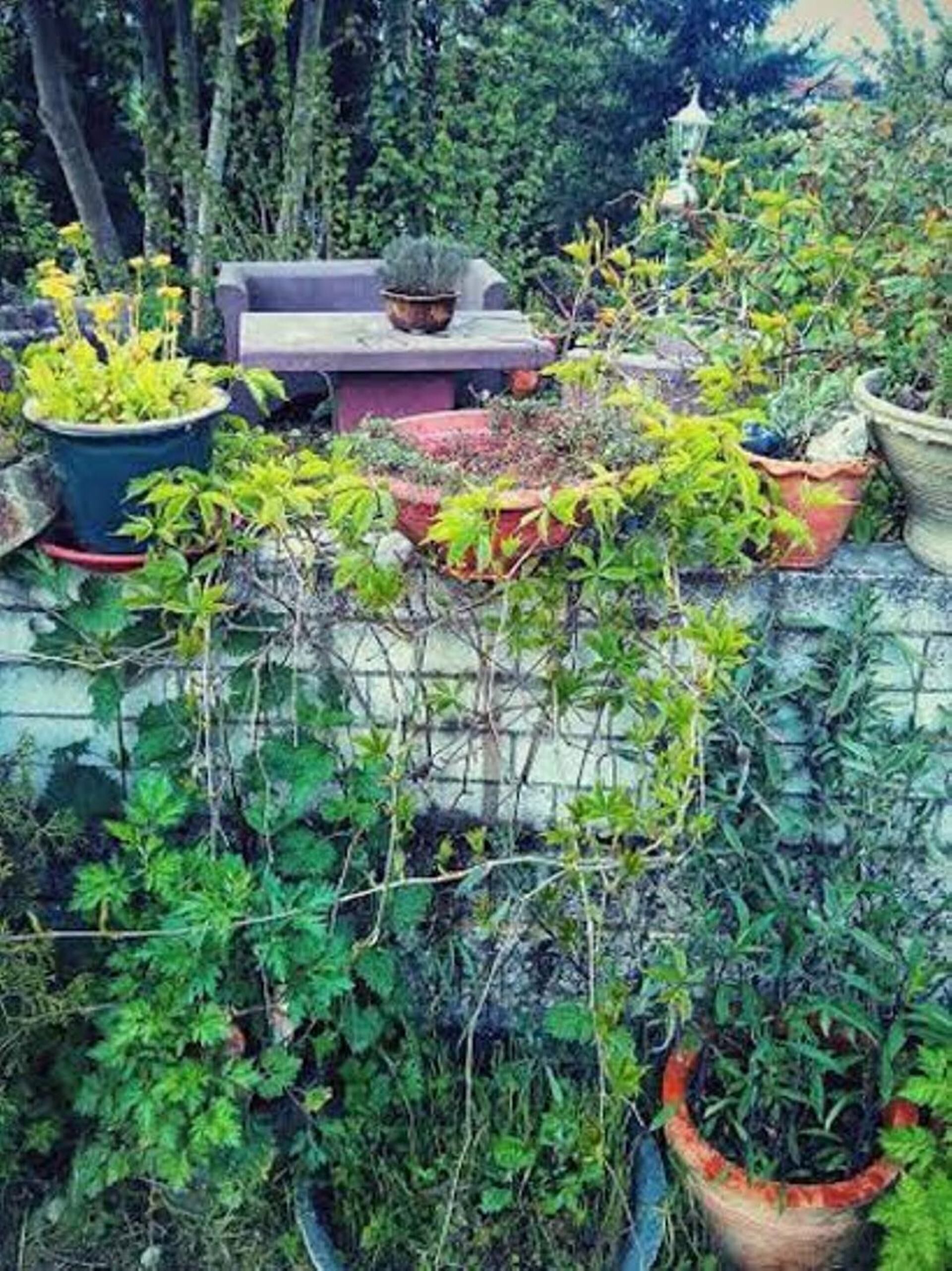 A garden with various potted plants and a stone bench.