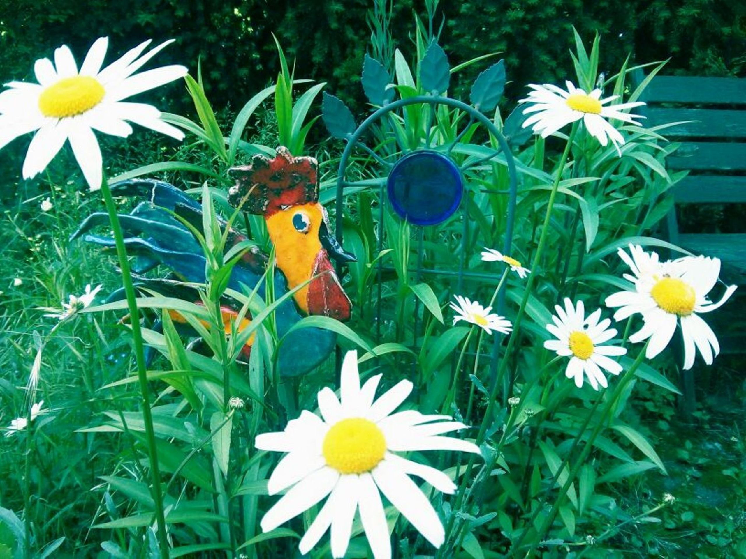 A garden with daisies, a bird sculpture, and a blue object.