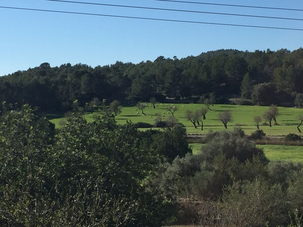 A rural landscape with a hill, trees, and a clear sky. - SON REI "CA NA VIVI " Idyllic vacation home with pool (Calvia - Es Capdellá)