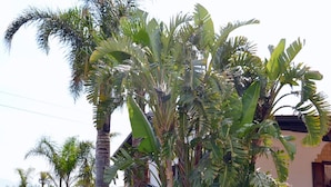 A garden with various tropical plants, including banana trees and palm trees, in front of a building with a patio area.