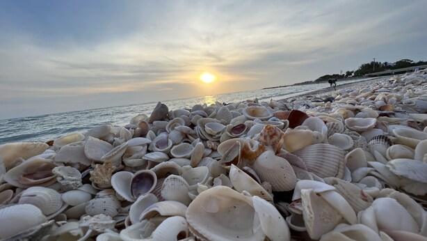 A beach with numerous seashells scattered across the sand, a sunset in the background, and a calm sea. - Large private saltwater pool with dock, GoM access (Cape Coral)