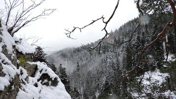 A snowy forest with a rocky outcrop and dense evergreen trees.