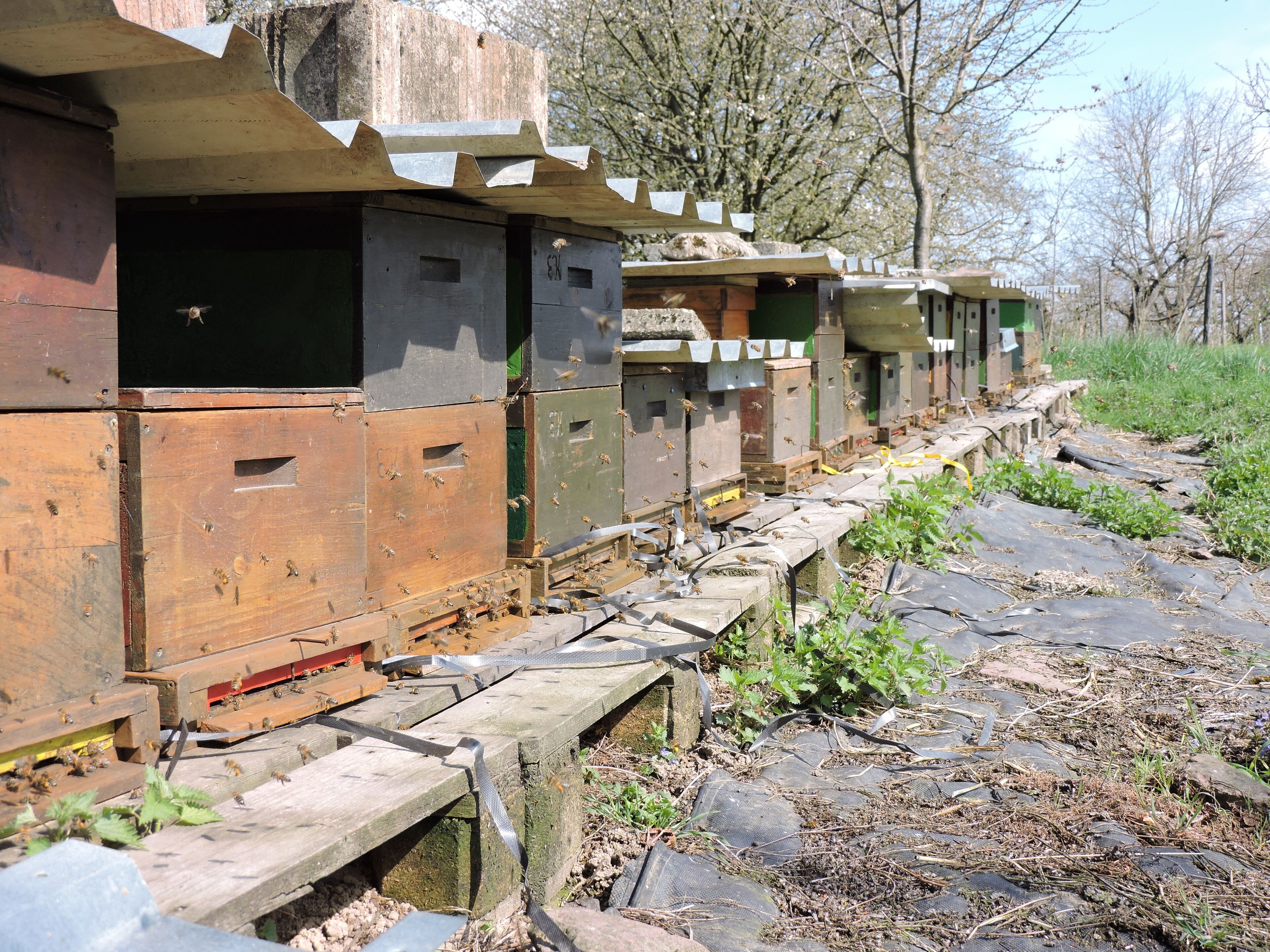 A row of beehives with wooden frames and metal roofs, situated on a stone-paved ground with greenery around.