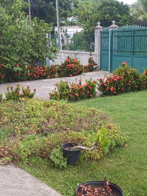 A garden with various plants and a green gate. - ROOM FOR TOURISM (MORNE A L'EAU)