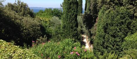 Un jardin avec un sentier, de la verdure et un banc.