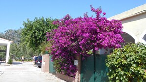 Un quartier résidentiel où l’on trouve une maison agrémentée d’une clôture verte et de magnifiques fleurs de bougainvillier d’un violet éclatant.