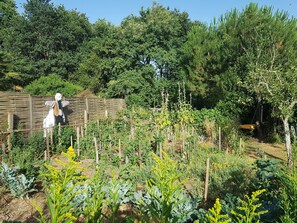 Ein Garten mit verschiedenen Pflanzen und einem Holzzaun.
