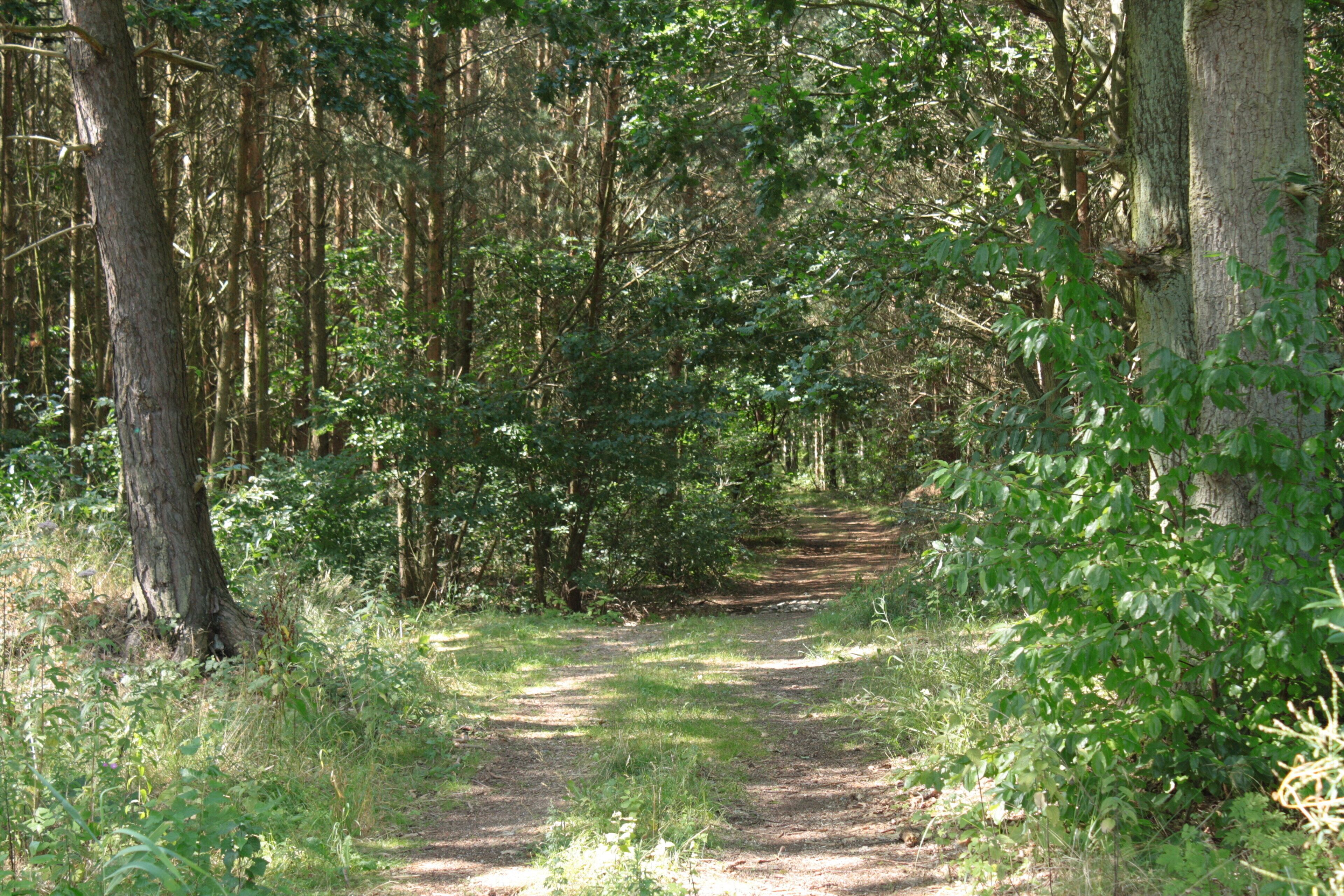 A forested path with trees and underbrush.