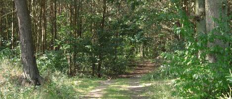 A forested path with trees and underbrush.